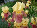 Iris Bearded Yellow Maroon 3